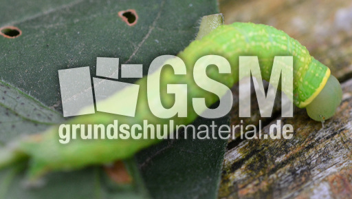 Raupe der Buchen-Kahneule (1).jpg